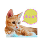 子猫ルナの使える日常会話②（個別スタンプ：16）