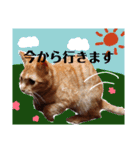 子猫ルナの使える日常会話②（個別スタンプ：17）
