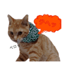 子猫ルナの使える日常会話②（個別スタンプ：20）