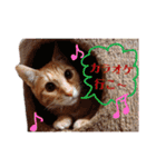 子猫ルナの使える日常会話②（個別スタンプ：21）