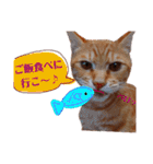 子猫ルナの使える日常会話②（個別スタンプ：22）