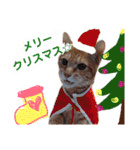 子猫ルナの使える日常会話②（個別スタンプ：23）