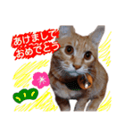 子猫ルナの使える日常会話②（個別スタンプ：24）