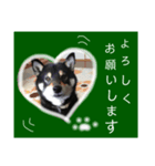 黒柴レオ君（個別スタンプ：7）