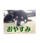 黒柴レオ君（個別スタンプ：8）