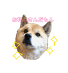 ゆかの柴犬あんたん（個別スタンプ：1）