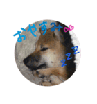ゆかの柴犬あんたん（個別スタンプ：2）