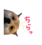 ゆかの柴犬あんたん（個別スタンプ：3）