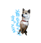 ゆかの柴犬あんたん（個別スタンプ：4）
