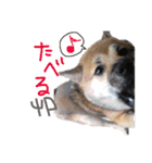 ゆかの柴犬あんたん（個別スタンプ：5）