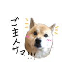 ゆかの柴犬あんたん（個別スタンプ：6）