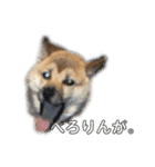 ゆかの柴犬あんたん（個別スタンプ：7）