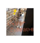 ゆかの柴犬あんたん（個別スタンプ：8）