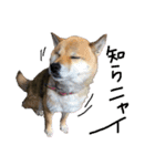 ゆかの柴犬あんたん（個別スタンプ：9）