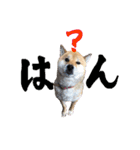 ゆかの柴犬あんたん（個別スタンプ：11）