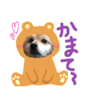 ゆかの柴犬あんたん（個別スタンプ：12）