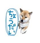 ゆかの柴犬あんたん（個別スタンプ：13）