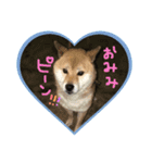 ゆかの柴犬あんたん（個別スタンプ：14）