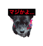 愛犬ぺんすけの日常（女子力高め）（個別スタンプ：1）