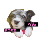 愛犬ぺんすけの日常（女子力高め）（個別スタンプ：2）