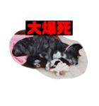 愛犬ぺんすけの日常（女子力高め）（個別スタンプ：3）
