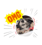 愛犬ぺんすけの日常（女子力高め）（個別スタンプ：5）