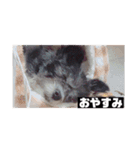 愛犬ぺんすけの日常（女子力高め）（個別スタンプ：7）