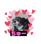 愛犬ぺんすけの日常（女子力高め）（個別スタンプ：8）