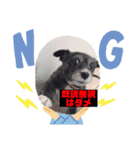 愛犬ぺんすけの日常（女子力高め）（個別スタンプ：9）