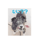 愛犬ぺんすけの日常（女子力高め）（個別スタンプ：11）