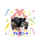 愛犬ぺんすけの日常（女子力高め）（個別スタンプ：12）