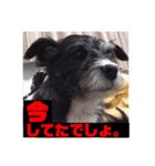 愛犬ぺんすけの日常（女子力高め）（個別スタンプ：13）