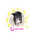 愛犬ぺんすけの日常（女子力高め）（個別スタンプ：14）