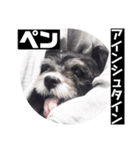 愛犬ぺんすけの日常（女子力高め）（個別スタンプ：16）