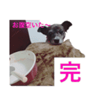 愛犬ぺんすけの日常（女子力高め）（個別スタンプ：18）