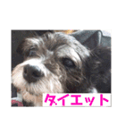 愛犬ぺんすけの日常（女子力高め）（個別スタンプ：19）