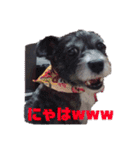 愛犬ぺんすけの日常（女子力高め）（個別スタンプ：20）