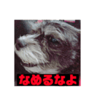 愛犬ぺんすけの日常（女子力高め）（個別スタンプ：21）