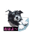 愛犬ぺんすけの日常（女子力高め）（個別スタンプ：22）