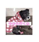 愛犬ぺんすけの日常（女子力高め）（個別スタンプ：23）