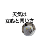 雪だるまのつぶやき（個別スタンプ：6）