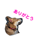 さくらの可愛いシリーズ（個別スタンプ：11）