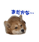 さくらの可愛いシリーズ（個別スタンプ：14）