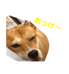 さくらの可愛いシリーズ（個別スタンプ：16）
