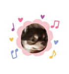 チワワちゃん5（個別スタンプ：6）