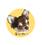 チワワちゃん5（個別スタンプ：13）