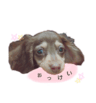 ちょこたんわんこ2（個別スタンプ：3）