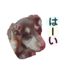 ちょこたんわんこ2（個別スタンプ：4）