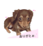 ちょこたんわんこ2（個別スタンプ：5）