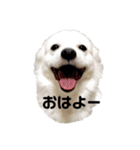日本スピッツ   White Lab（個別スタンプ：1）